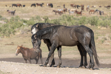 Fototapeta premium Wild Horses in the Utah Desert