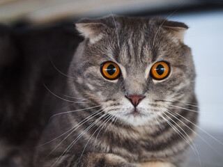 Portrait of a young surprised scottish fold cat relaxing on the floor ater hunting games
