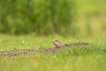 Ground squirrel is alert on the meadow. Small squirrel are out from the burrow. European wildlife nature. The cute squirrel is curious.