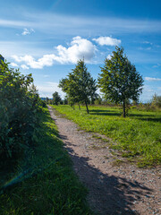 path in the forest