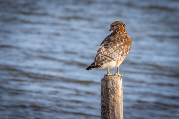 Red-shouldered Hawk (Buteo lineatus) perched in a post