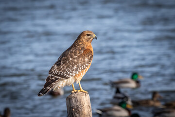 Red-shouldered Hawk (Buteo lineatus) perched in a post