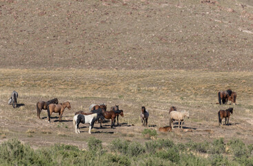 Wild Horses in the Utah Desert