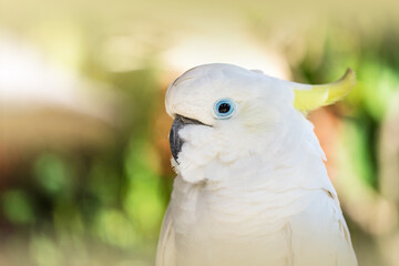 Weißer Kakadu im linken Profil