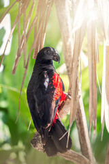 Pesquet Papagei in der Sonne