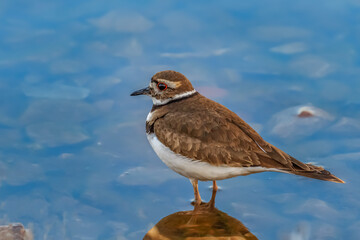 A beautiful little Killdeer (Charadrius vociferus) on the shore of Lake Hefnerin Oklahoma City