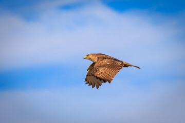 Red-tailed Hawk(Buteo jamaicensis) in flight