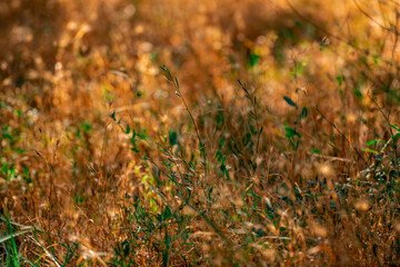 the grass in the sunlight in autumn