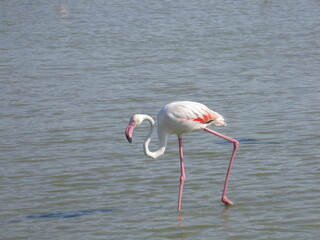 le flamant rose