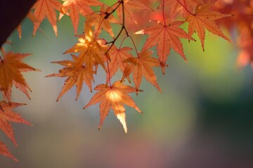 Landscape of vibrant colorful Japanese Autumn Maple leaves