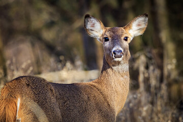 Female White-tailed Deer (Odocoileus virginianus) in a forest