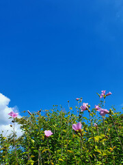 Obraz na płótnie Canvas flowers and sky