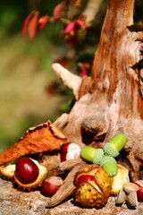 kastanien  herbst