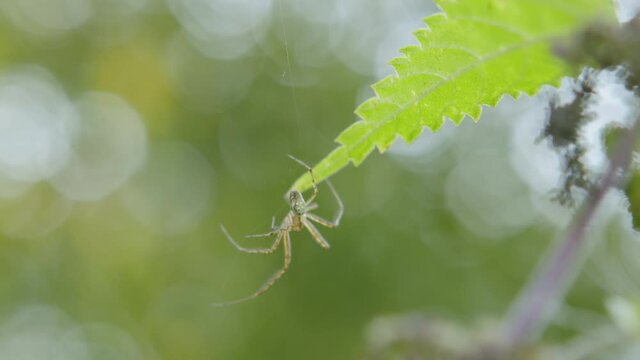 A close up of a spider in green blur nature background.