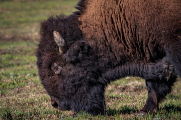 Buffalo or American Bison (bison bison) grazing in the Wichta Mountains