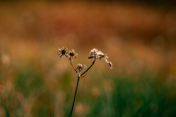 the grass in the sunlight in autumn