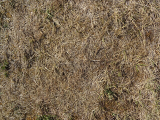 Herbe sèche