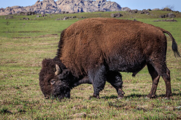 Buffalo or American Bison (bison bison) grazing in the Wichta Mountains