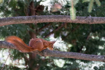 Small squirrel is looking eagerly