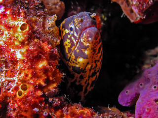 Chain Moray Eel (Echidna catenata) Posing at its Den