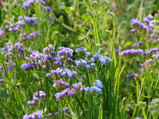 Limonium sinuatum | Statice sinueux ou Saladelle sinuée aux minuscules fleurs en grappes à...