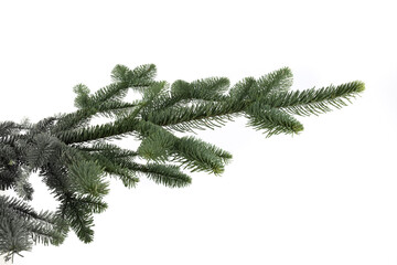 closeup of a pine Christmas tree branch with green needles isolated on white