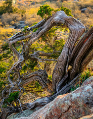 Weathered tree on top of Mt. Scott