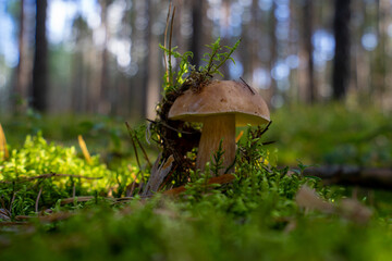 Grzyby jadalne, podgrzybki, prawdziwki © SebbPL