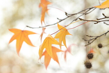 detalle de rama de Arbol en otoño con las hojas amarillas 
