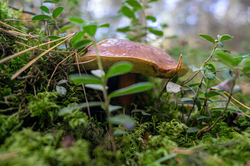 Grzyby jadalne, podgrzybki, prawdziwki © SebbPL