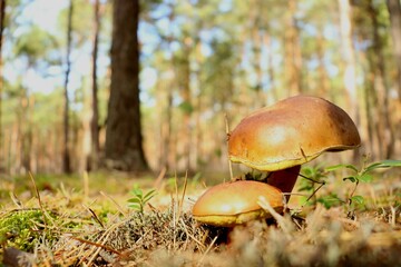 mushroom in the forest