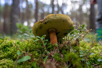 Grzyby jadalne, podgrzybki, prawdziwki © SebbPL