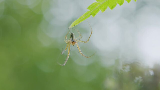 Spider waiting for its next victim.