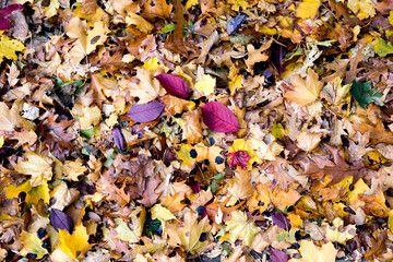 a collection of autumn leaves in fall colors