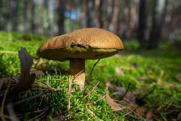 Grzyby jadalne, podgrzybki, prawdziwki © SebbPL