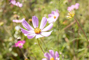 Beautiful pink flowers in the garden Cosmos bipinnatus