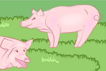 Pigs on farm. Vector illustration
