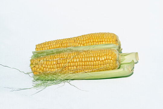 Tender corn cob Zea mays with its green leaves and corn beard, corn hair Stigma maydis