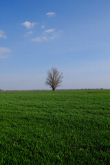 Beautiful single tree in a green field against a blue sky. Spring landscape.