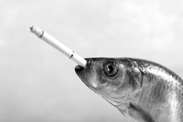 fish head with a cigarette in its mouth