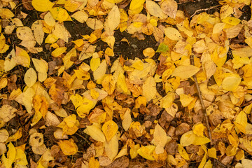 Autumn fallen yellow leaves lie on the ground