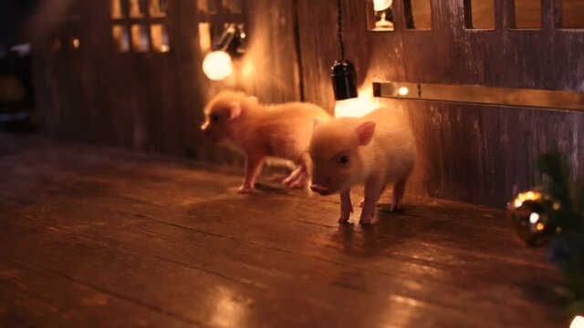Two funny little minipig pigs stand on a wooden floor, in a dark evening light, at home