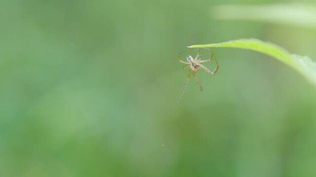 Spider waiting for its next victim.