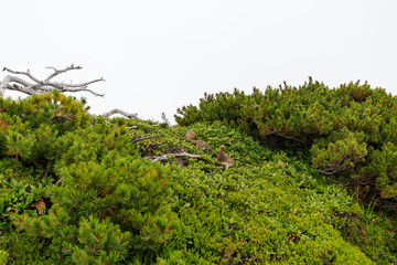 前剱山頂で餌を探す雷鳥たち