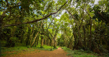 Fototapeta premium Amazing green forest. Hawaii island