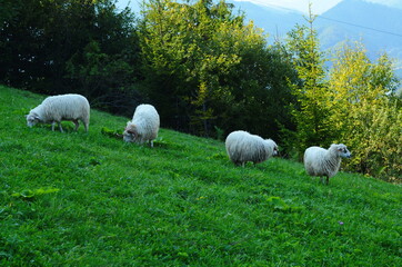 Fototapeta premium Sheep graze in the meadow near the forest