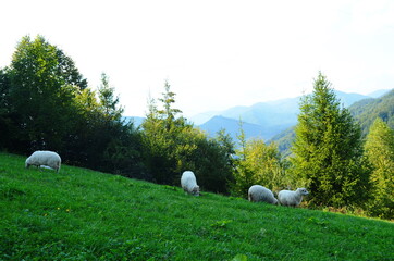 Sheep graze in the meadow near the forest