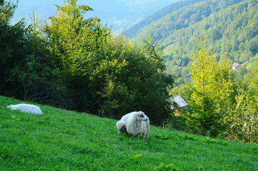 Sheep graze in the meadow near the forest