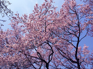 sakura cherry blossom blooming in Tokyo, Japan