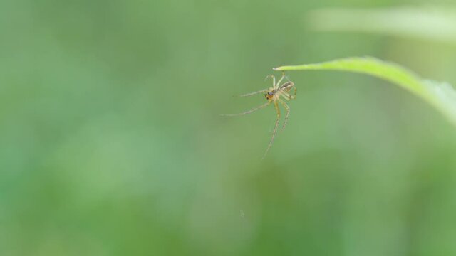 Spider waiting for its next victim.